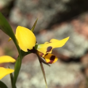 Diuris sulphurea at Wallaroo, NSW - 14 Oct 2015