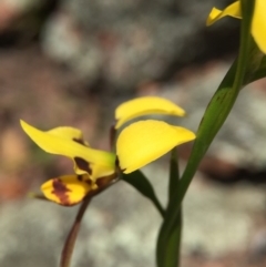 Diuris sulphurea at Wallaroo, NSW - 14 Oct 2015