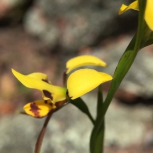 Diuris sulphurea at Wallaroo, NSW - 14 Oct 2015