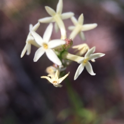 Stackhousia monogyna (Creamy Candles) at Ginninderry Conservation Corridor - 14 Oct 2015 by JasonC