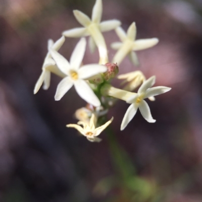 Stackhousia monogyna (Creamy Candles) at Wallaroo, NSW - 14 Oct 2015 by JasonC