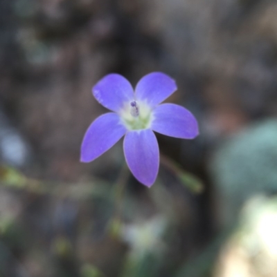 Wahlenbergia graniticola (Granite Bluebell) at Wallaroo, NSW - 14 Oct 2015 by JasonC
