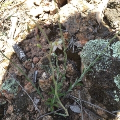 Wahlenbergia graniticola at Wallaroo, NSW - 14 Oct 2015