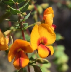 Pultenaea spinosa (Spiny Bush-pea, Grey Bush-pea) at Wallaroo, NSW - 14 Oct 2015 by JasonC