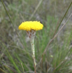 Leptorhynchos squamatus at Majura, ACT - 14 Oct 2015 07:55 AM