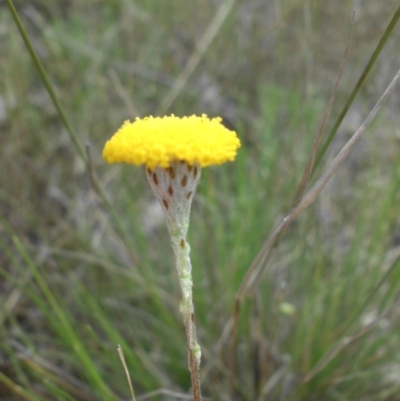 Leptorhynchos squamatus (Scaly Buttons) at Majura, ACT - 14 Oct 2015 by SilkeSma