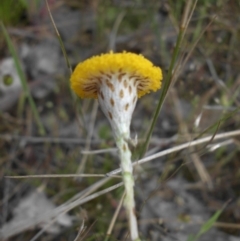 Leptorhynchos squamatus at Majura, ACT - 14 Oct 2015