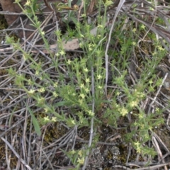 Galium gaudichaudii subsp. gaudichaudii (Rough Bedstraw) at Majura, ACT - 13 Oct 2015 by SilkeSma