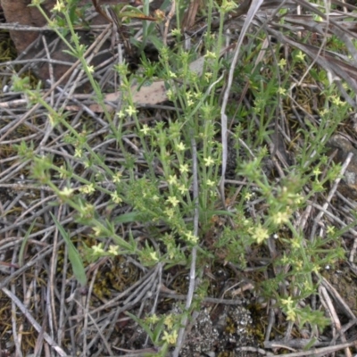 Galium gaudichaudii subsp. gaudichaudii (Rough Bedstraw) at Majura, ACT - 14 Oct 2015 by SilkeSma