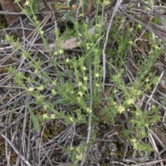 Galium gaudichaudii subsp. gaudichaudii (Rough bedstraw) at Majura, ACT - 13 Oct 2015 by SilkeSma
