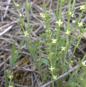 Galium gaudichaudii subsp. gaudichaudii at Majura, ACT - 14 Oct 2015