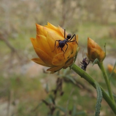 Xerochrysum viscosum (Sticky Everlasting) at Calwell, ACT - 8 Oct 2015 by MichaelBedingfield
