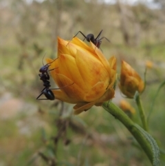 Xerochrysum viscosum at Calwell, ACT - 8 Oct 2015 06:27 PM