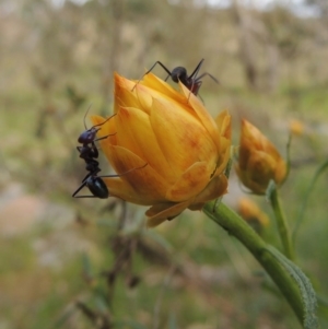 Xerochrysum viscosum at Calwell, ACT - 8 Oct 2015 06:27 PM