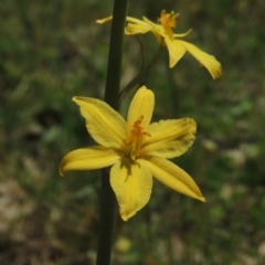 Bulbine bulbosa (Golden Lily, Bulbine Lily) at Conder, ACT - 8 Oct 2015 by MichaelBedingfield