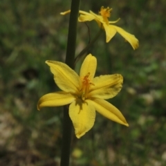 Bulbine bulbosa (Golden Lily) at Conder, ACT - 7 Oct 2015 by michaelb