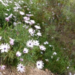 Dimorphotheca ecklonis (African Daisy) at Aranda, ACT - 8 Oct 2015 by JanetRussell