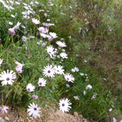 Dimorphotheca ecklonis (South African Daisy) at Aranda, ACT - 9 Oct 2015 by JanetRussell