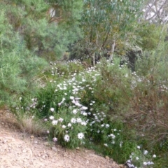 Dimorphotheca ecklonis at Aranda, ACT - 9 Oct 2015