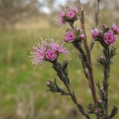 Kunzea parvifolia (Violet Kunzea) at Calwell, ACT - 8 Oct 2015 by MichaelBedingfield