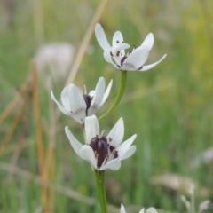 Wurmbea dioica subsp. dioica (Early Nancy) at Calwell, ACT - 8 Oct 2015 by MichaelBedingfield