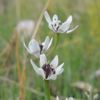 Wurmbea dioica subsp. dioica (Early Nancy) at Calwell, ACT - 8 Oct 2015 by MichaelBedingfield