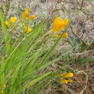 Freesia leichtlinii subsp. leichtlinii x Freesia leichtlinii subsp. alba at Aranda, ACT - 9 Oct 2015