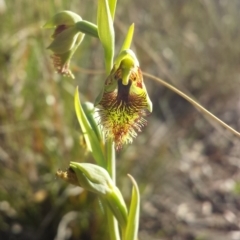 Calochilus montanus (Copper Beard Orchid) at Acton, ACT - 14 Oct 2015 by MattM