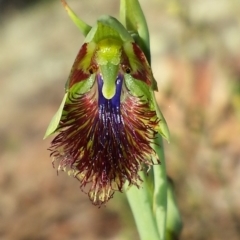 Calochilus montanus at Acton, ACT - 14 Oct 2015