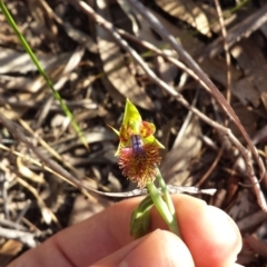 Calochilus montanus at Acton, ACT - suppressed