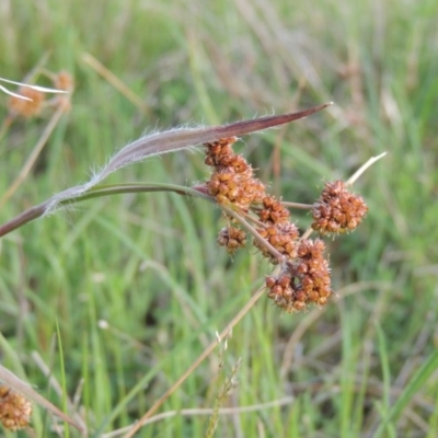 Luzula densiflora (Dense Wood-rush) at Calwell, ACT - 8 Oct 2015 by MichaelBedingfield