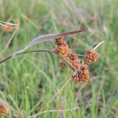 Luzula densiflora (Dense Wood-rush) at Tuggeranong Hill - 8 Oct 2015 by michaelb