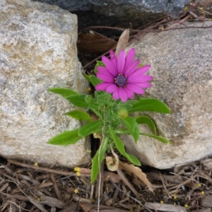 Dimorphotheca ecklonis at Aranda, ACT - 7 Oct 2015