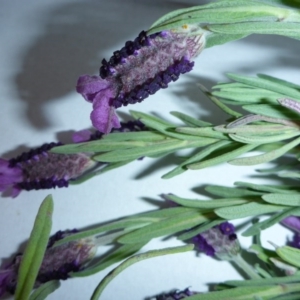 Lavandula stoechas at Aranda, ACT - 7 Oct 2015