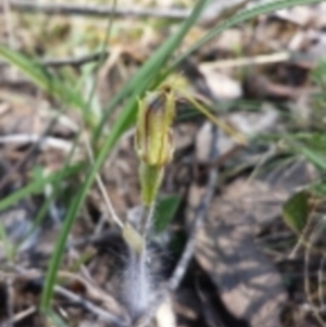 Caladenia atrovespa at Aranda, ACT - 15 Oct 2015