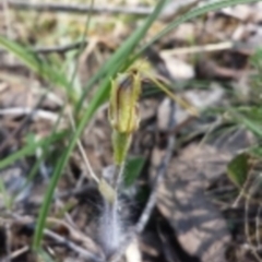 Caladenia atrovespa (Green-comb Spider Orchid) at Aranda, ACT - 15 Oct 2015 by MattM