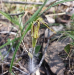 Caladenia atrovespa at Aranda, ACT - 15 Oct 2015