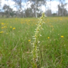 Prasophyllum petilum (Tarengo Leek Orchid) at Hall Cemetery - 20 Oct 2015 by jksmits