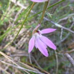 Caladenia carnea (Pink Fingers) at Kambah, ACT - 14 Oct 2015 by jksmits