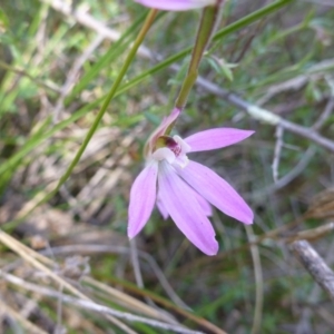 Caladenia carnea at Kambah, ACT - suppressed