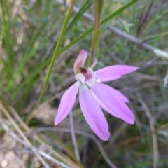 Caladenia carnea at Kambah, ACT - suppressed