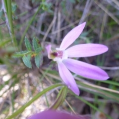 Caladenia carnea at Kambah, ACT - suppressed