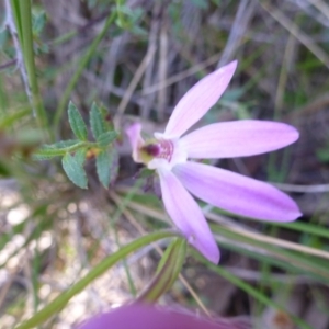 Caladenia carnea at Kambah, ACT - suppressed