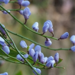 Comesperma volubile (Love Creeper) at Cotter River, ACT - 14 Oct 2015 by KenT