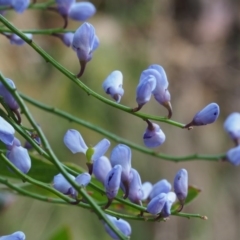 Comesperma volubile (Love Creeper) at Namadgi National Park - 13 Oct 2015 by KenT