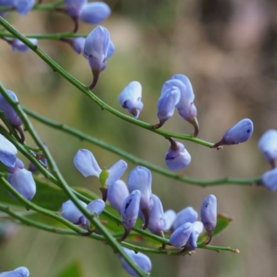 Comesperma volubile (Love Creeper) at Cotter River, ACT - 13 Oct 2015 by KenT