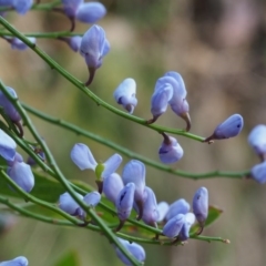 Comesperma volubile (Love Creeper) at Cotter River, ACT - 13 Oct 2015 by KenT