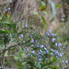 Comesperma volubile at Cotter River, ACT - 14 Oct 2015