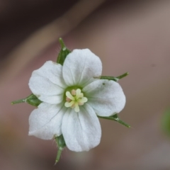 Geranium (genus) (Geranium) at Cotter River, ACT - 14 Oct 2015 by KenT