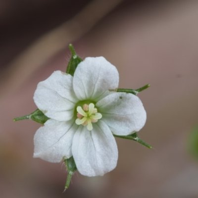 Geranium sp. (Geranium) at Cotter River, ACT - 14 Oct 2015 by KenT